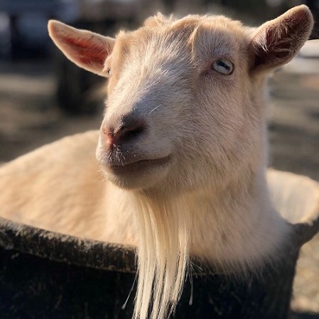 Nigerian Dwarf Goat, Peanut