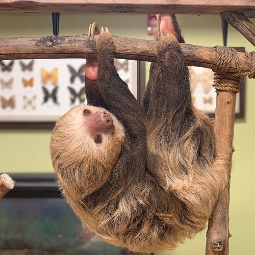 Hoffman's Two-Toed Sloth Family