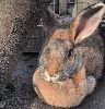 Flemish Rabbit, Susie
