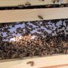 Honeybee Hives
