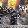 Ring tailed Lemur Family