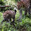 Amur Leopards, Kolya & Liski